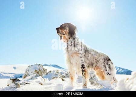 English Setter dog in the snowy winter mountains looking ahead Stock Photo