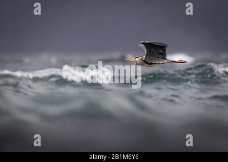 Grey Heron flying low ove a rough sea, Applecross, Scotland. Stock Photo