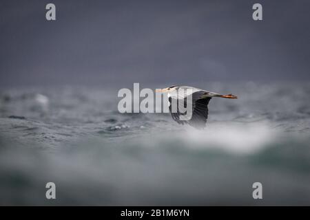 Grey Heron flying low ove a rough sea, Applecross, Scotland. Stock Photo