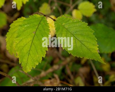 Closeup of two green leaves on an elm tree Ulmus catching the sunlight Stock Photo