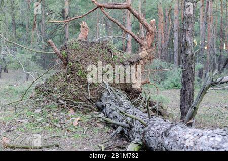 A large trunk of an adult tree on the ground. The consequences of a hurricane. Storm damage. Selective focus. Stock Photo