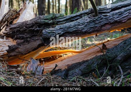 A detailed shot of a cracked pine trunk on the ground. Counter light. Selective focus. Without people. Eye level shooting. Stock Photo
