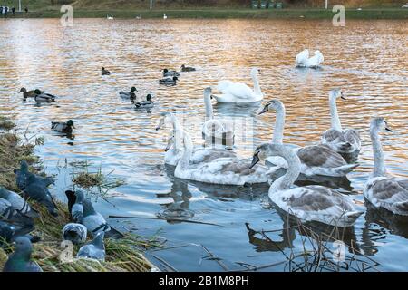 Beautiful white swan on the lake. With little chicks. Stock Photo