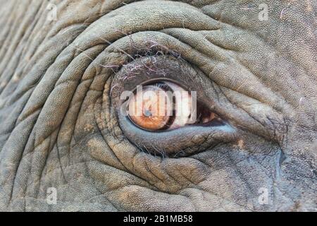 Closeup of an elephant eye Stock Photo
