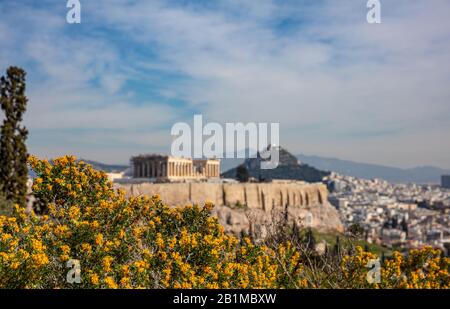 Athens, Greece. Acropolis and Parthenon temple. Blurred view of ancient Greece remains seen from Philopappos Hill. Blooming bush with yellow blossoms, Stock Photo