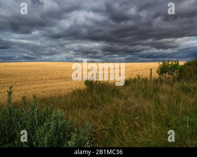 Light effect on wheat fields under a stormy sky Stock Photo