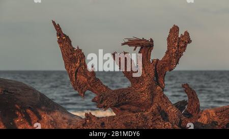 Dead tree closeup on on driftwood beach, Jekyll Island, Georgia. Stock Photo