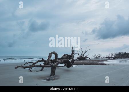 Overcast, gloomy, stormy morning on the shoreline of driftwood beach, Jekyll Island, Georgia. Stock Photo