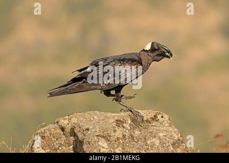 Thick-billed Raven in the Simien Mountains Ethiopia Stock Photo