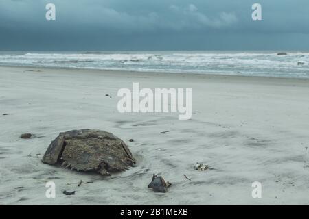 A horseshoe crab with a bad storm approaching on the beach of Jekyll Island, Georgia. Stock Photo