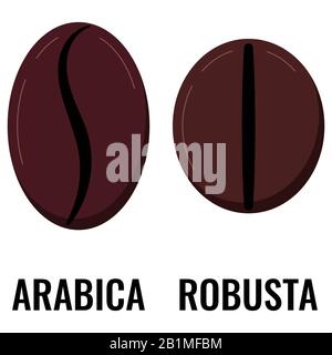 Arabica, robusta types of coffee grains icon set isolated on white background. Stock Vector
