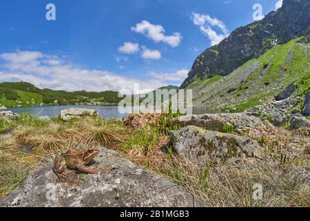 Lake Rohacske plesa, West Tatras Mountains, Slovakia with European Common Frog Rana temporaria Stock Photo