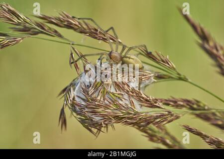 Yellow sac spider Cheiracanthium punctorium with nest in Czech Republic Stock Photo