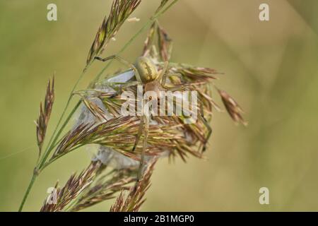 Yellow sac spider Cheiracanthium punctorium with nest in Czech Republic Stock Photo