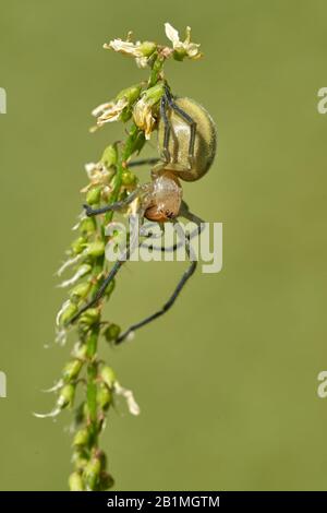 Yellow sac spider Cheiracanthium punctorium in Czech Republic Stock Photo