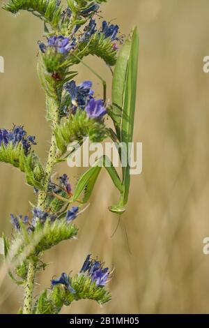 Praying mantis Mantis religiosa in Czech Republic Stock Photo