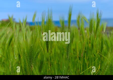 Tue feather grass against the blue sky Stock Photo