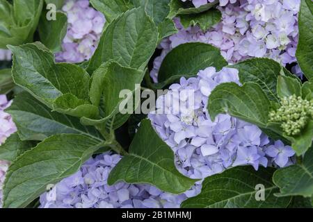 Hydrangea flowers blooming in spring Stock Photo