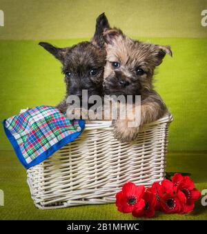 Two Cairn Terrier puppies dogs on green background Stock Photo