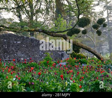 Tulip display,tulips,tulipa,tulip merlot,tulipa continental,tulipa negrita,tulipa black hero,tulipa cherry delight,gardens, Stock Photo