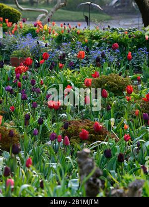 Tulip display,tulips,tulipa,tulip merlot,tulipa continental,tulipa negrita,tulipa black hero,tulipa cherry delight,gardens, Stock Photo