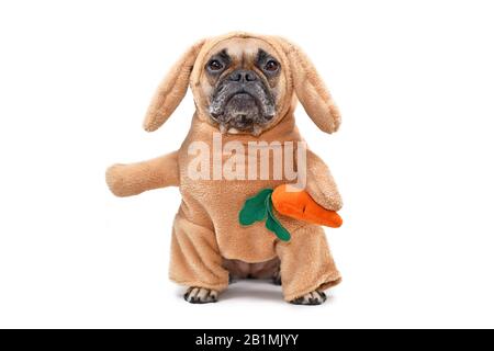 Funny French Bulldog dog dressed up as Easter bunny wearing a full body rabbit costume with fake arms holding a plush carrot, studio shot isolated on Stock Photo