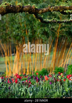 Tulip display,tulips,tulipa,tulip merlot,tulipa continental,tulipa negrita,tulipa black hero,tulipa cherry delight,gardens, Stock Photo