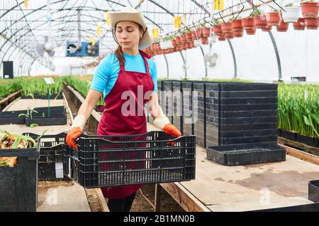 young woman working with plant boxes in an industrial flower greenhouse Stock Photo