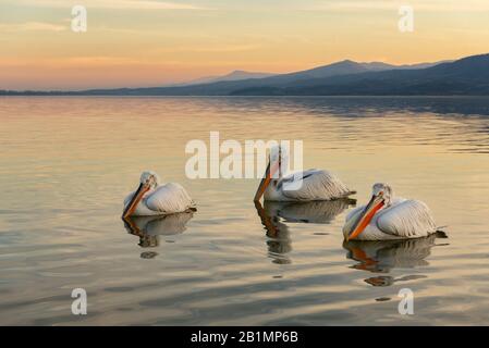 Three Dalmatian Pelican (Pelecanus crispus) swimming on Lake Kerkini, Northern Greece at sunset with the moon in the sky over the mountains. Stock Photo