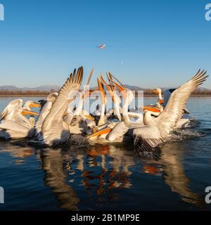 Dalmatian Pelican (Pelecanus crispus) rising with bills intertwined to catch a fish thrown from a boat on Lake Kerkini, Northern Greece. Stock Photo