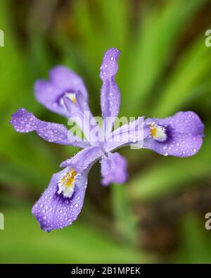 Dewdrops on Crested Dwarf Iris in Great Smoky Mountains National Park in Tennessee Stock Photo
