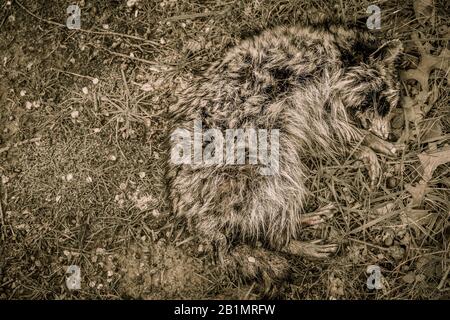Looking down on a dead raccoon as I was walking through the woods. Stock Photo
