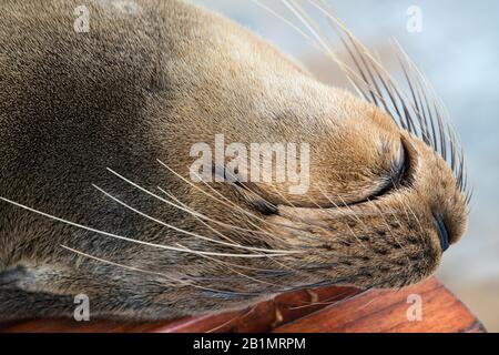 Galapagos seal chilling in Ecuador Stock Photo