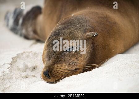 Galapagos seal chilling on beach in Ecuador Stock Photo