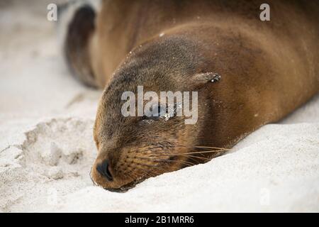 Galapagos seal chilling on beach in Ecuador Stock Photo