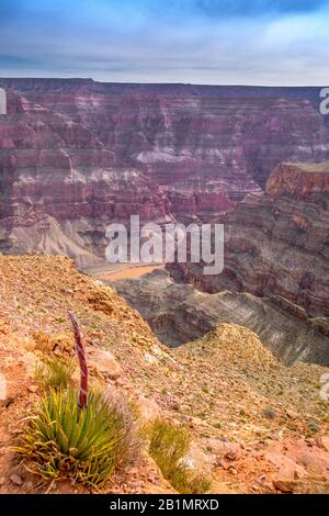 Grand Canyon view with cactus flower in foreground, Arizona, USA. Royalty free stock photo. Stock Photo