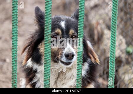 Dog standing behind a metal fence in a yard. Home security or dog shelter concept Stock Photo