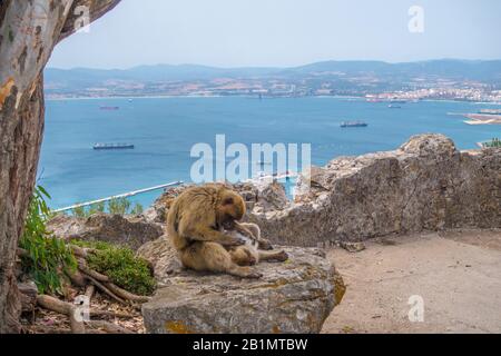 Monkey grooming another monkey in Gibraltar with the sea in the background. Royalty free stock photo. Stock Photo