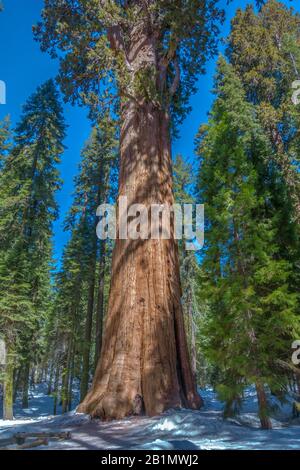 Giant sequoia tree General Sherman in the snow. Largest known living single-stem tree on Earth. Royalty free stock photo. Stock Photo