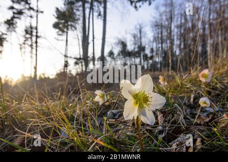 flower Schneerose (Helleborus niger, Christmas rose, black hellebore) in Wienerwald, Vienna Woods, Niederösterreich, Lower Austria, Austria Stock Photo