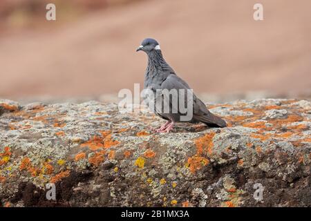 White Collard Pigeon in Lalibela Ethiopia Stock Photo