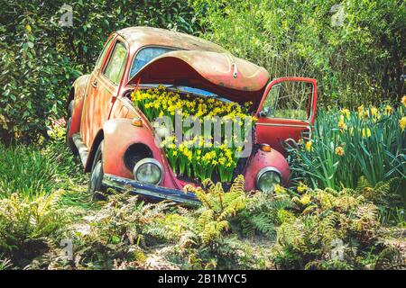 Lisse, Netherlands - May 6 2018: Blooming yellow Daffodil or Narcissus Jonquilla flowers inside abandoned old vintage car in Keukenhof park. Stock Photo