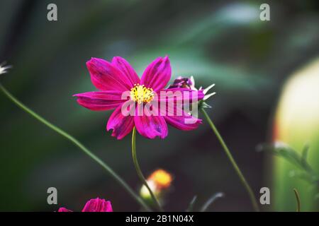 Side close up view of bright pink Cosmos bipinnatus also called Garden cosmos or Mexican aster is herbaceous plant native to Americas. Popular as orna Stock Photo