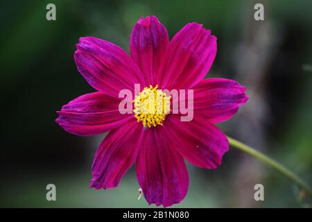 Close up of Cosmos bipinnatus also called Garden cosmos or Mexican aster is herbaceous plant. Popular as ornamental plant in temperate climate.Close u Stock Photo