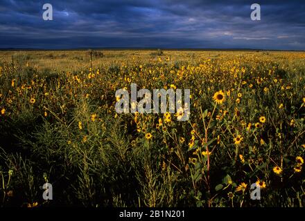 Sunflowers, Comanche National Grassland, Santa Fe Trail Scenic Byway, Colorado Stock Photo