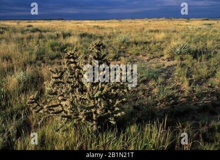 Cactus in grassland plain, Comanche National Grassland, Santa Fe Trail Scenic Byway, Colorado Stock Photo