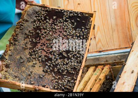 Bees on a dark old wax with sealed brood and open cells with honey. selective focus. Soft focus Stock Photo