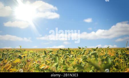 Field with ripened soy. Glycine max, soybean, soya bean sprout growing soybeans. Yellow leaves and soy beans on soybean cultivated field. Autumn harve Stock Photo