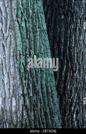 Walnut trunks, Florence Griswold Museum, Old Lyme, Connecticut Stock Photo