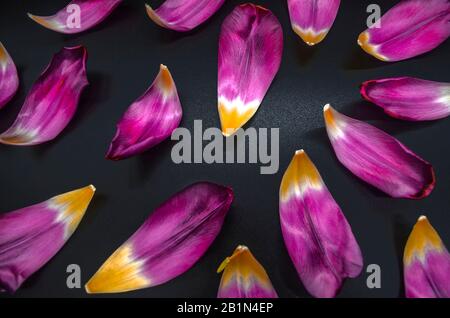 Crumbling glossy large purple petals with a yellow center of holiday tulips on a black background Stock Photo